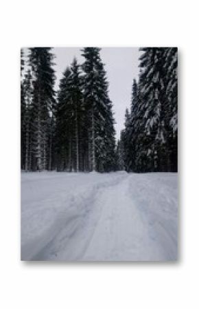 winter in bohemian forest