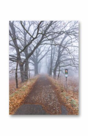 Mysterious path extending into foggy forest in South Bohemian Region