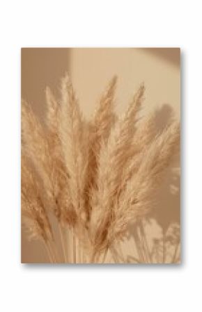 Elegant pampas grass arrangement casting soft shadows on a beige wall, creating a natural, minimalist, and aesthetically pleasing home decor element