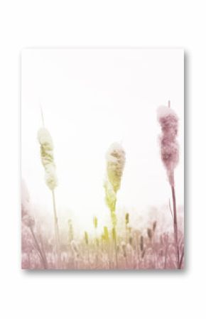 Majestic nature, wetland. Calm, frozen winter scene. Amazing nature background. Frozen grass at sunrise close up. Winter wonderland. Cattails at winter sunrise in frosty misty morning. Idyllic nature