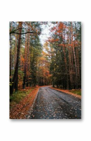 Winding road through autumn forest in bohemian paradise, czechia