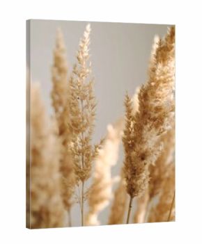 Close-up of light beige pampas grass stalks