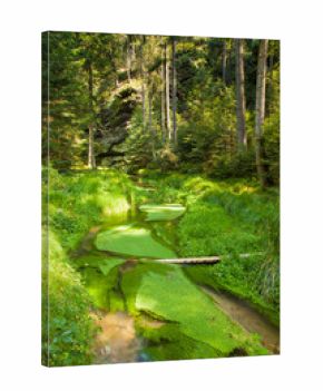 The image depicts the picturesque landscape of the Czech Switzerland National Park. The picture shows green foliage in a valley with a stream, which is typical for this area. czech republic
