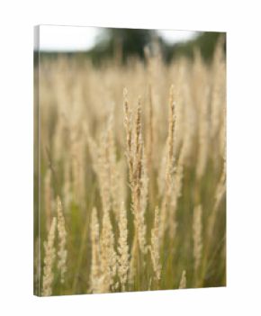 Abstract natural background of soft plants Cortaderia selloana. Pampas grass on a blurry bokeh, Dry reeds boho style. Fluffy stems of tall grass in autumn. Web banner