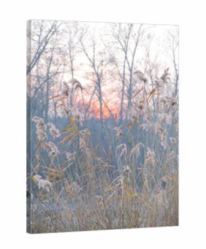 grown fluffy pampas grasses in the field