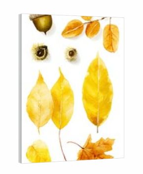 Watercolor autumn botanical set with oak and ash leaves, seeds and chestnut shell on white with copy space