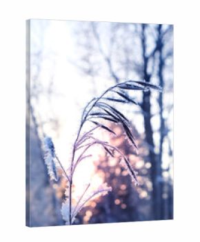 Wonderful sunset adds bright colors to the winter landscape, Amazing December in the north country. Amazing nature background. During  early hours of the morning light fog covers winter landscape.