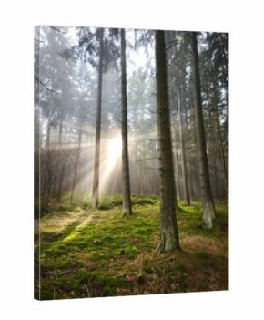 morning fog in the wood with sunsnihe light