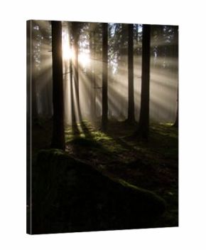 morning fog in the wood with sunsnihe light