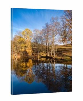autumn nature in bohemian forest cesky les in czechia