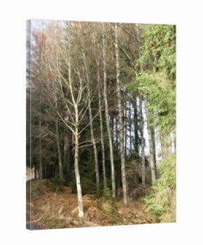 autumn nature in bohemian forest cesky les in czechia