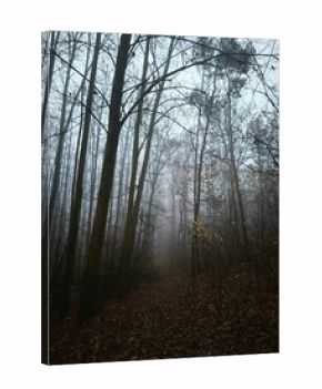 autumn nature in bohemian forest cesky les in czechia