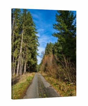 autumn nature in bohemian forest cesky les in czechia