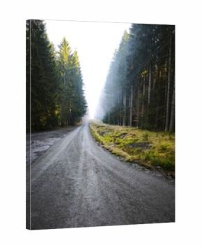 autumn nature in bohemian forest cesky les in czechia