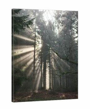 morning fog in the wood with sunsnihe light