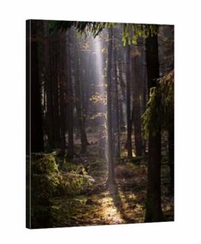 morning fog in the wood with sunsnihe light