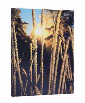 A calm, frozen winter scene. Amazing foggy nature background. Frozen grass at sunrise close up. Winter snowy wonderland. Idyllic nature, fairy tale, holiday spirits.  Merry Christmas!