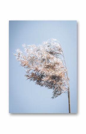 Dry reed outdoor in light pastel colors, reed layer, reed seeds. Beige reed grass, pampas grass. Abstract natural background.