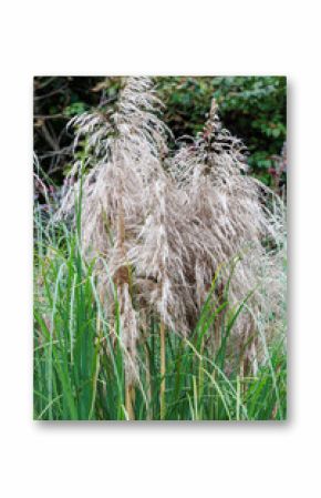 Pampas grass fully grown in the fall season.