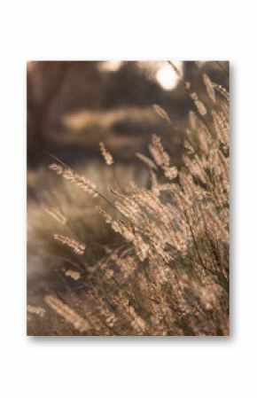 Sunset, reed tassel, pampas grass shine on a sunset or sunrise, closeup, copyspace