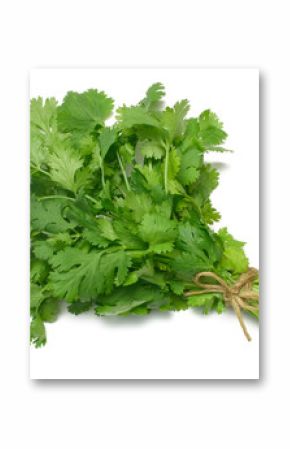 coriander - cilantro