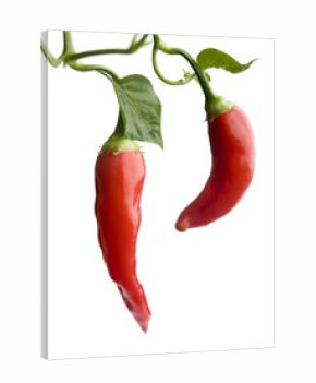 Red hot chili
