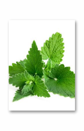 Fresh melissa officinalis