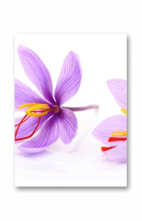 Close up of saffron flowers