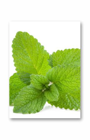 Lemon balm