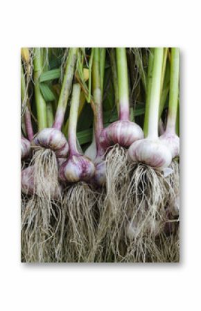 garlic stem root