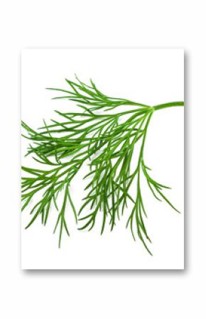 fresh dill on white background