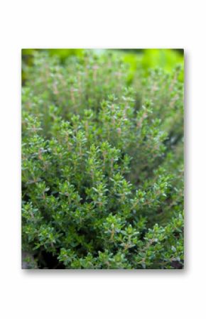 Thymian