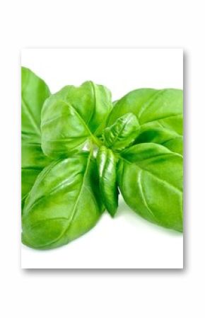 Basil leaves isolated