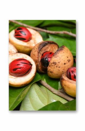 Nutmeg many isolated. Sectional view of ripe colorful red nutmeg fruit, seeds Kerala India. spices known as pala in Indonesia and red mace from tree Myristica Banda Islands Moluccas Spice Islands