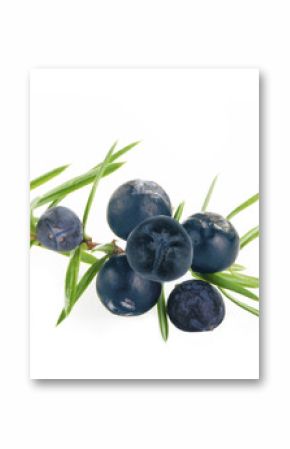 juniper berries isolated