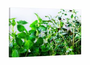 Green fresh aromatic herbs - melissa, mint, thyme, basil, parsley on white background. Banner collage frame from plants. Copyspace. Top view. Toned effect.