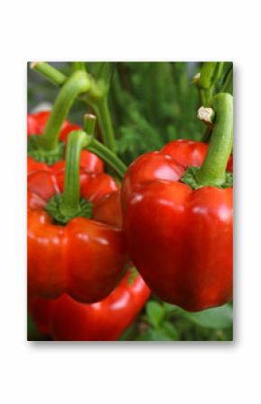 fresh red bell peppers growing on tree in garden, paprika chili. 