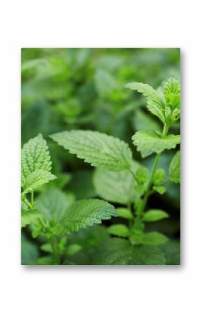 Lemon balm growing in the garden.