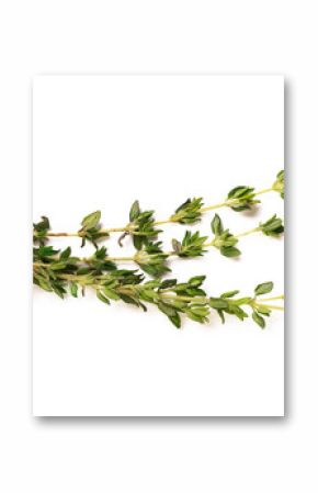 thyme