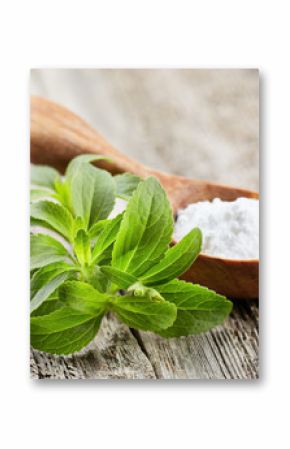 Stevia plant with powder