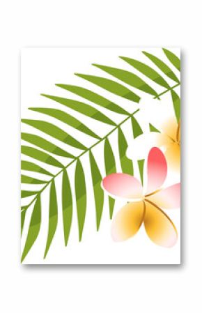 Flat illustration is showing green pinnate leaf and plumeria flowers on transparent background