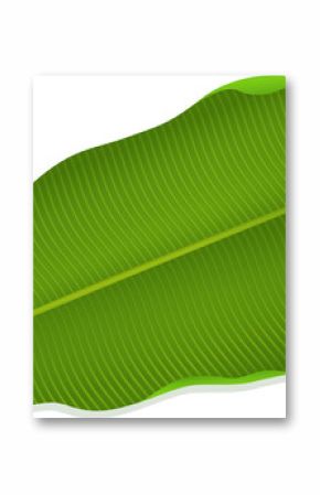 Stylized green leaf is floating against transparent backdrop, highlighting central midrib and veins