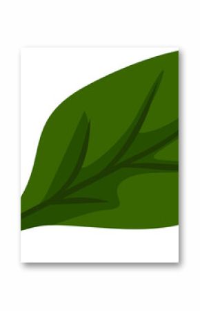 Stylized green leaf is being shown in flat design with veins and wavy edges, transparent background