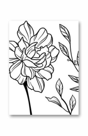 Botanical sketch is showing flower with stem, leaf branches with round buds, transparent background