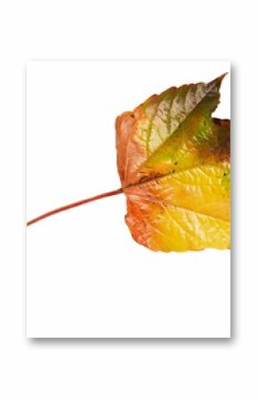 Close-up of colorful leaf