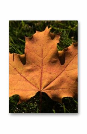 Maple leaf fallen on green grass
