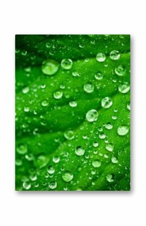 Close-up of water drops on green leaf