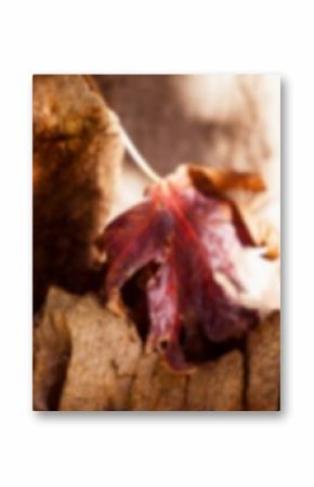Close-up of fallen leaf on tree trunk