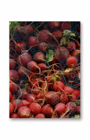 Showing red radishes revealing roots and green leaf tips in produce display, with hex grid overlay