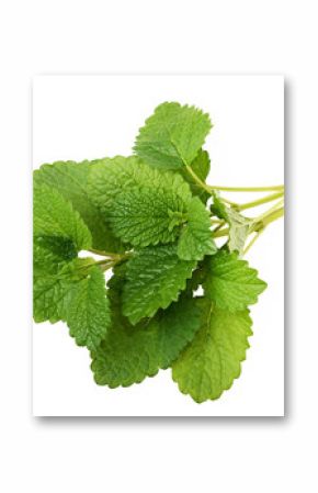Melissa officinalis